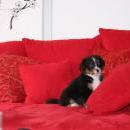 Akiba und Sunnys  Nachwuchs